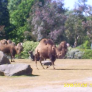 bactrian camel and exhibit