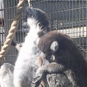 ring tail lemur in lemur wood