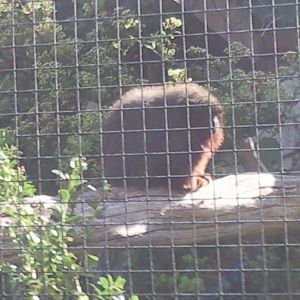 red titi monkey in small primates