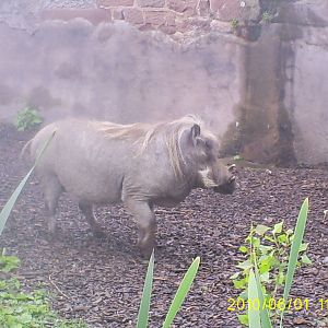 Warthog nd exhibit