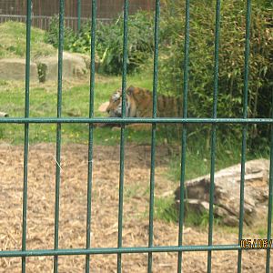 zambar siberian tiger