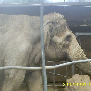 Asian Elephant Male