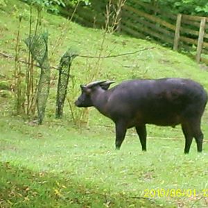 Lowland Anoa