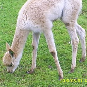 vicuna