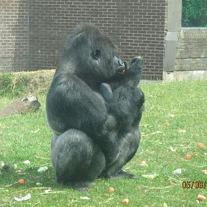 male gorilla bukavu