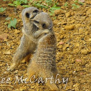 Young Meerkats