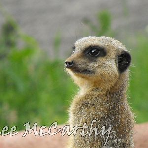 Meerkat
