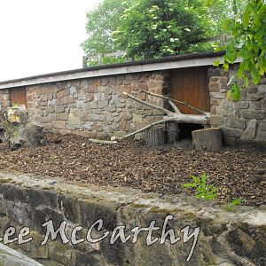 Old Przewalski Horse Renovation for Porcupine