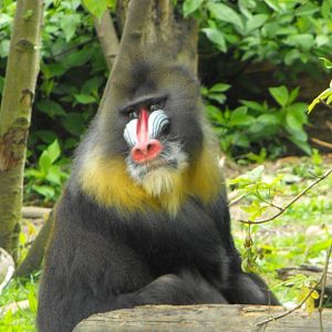 JC Mandrill