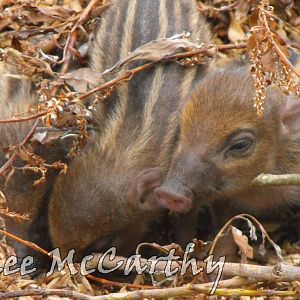 Warty Piglets