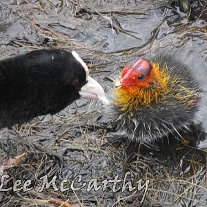 Coot & Chick