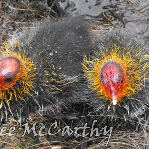 Coot Chicks