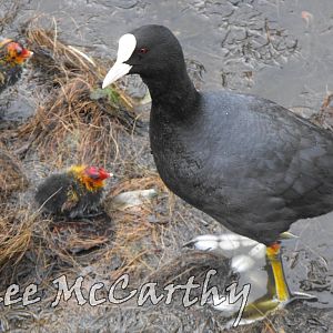 Coot With Chicks