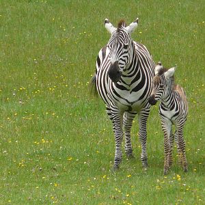 Zebra and baby