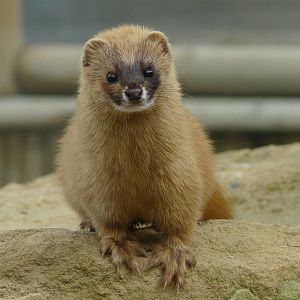 Siberian Weasel