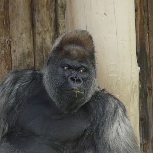 Gorilla