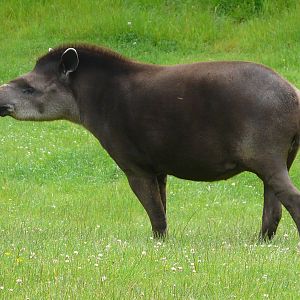 Brazilian Tapir