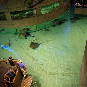 Newly Renovated Wings in the Water Exhibit