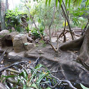 6-12-10 SDWAP - Lowland Paca