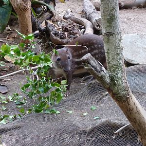 6-12-10 SDWAP - Lowland Paca