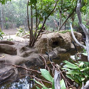 6-12-10 SDWAP - Lowland Paca