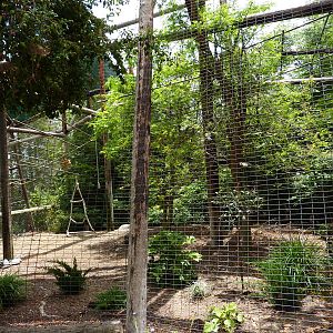 6-12-10 - Red Cheeked Gibbon Exhibit