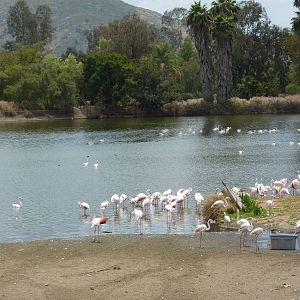 6-12-10 JiA - Greater Flamingos