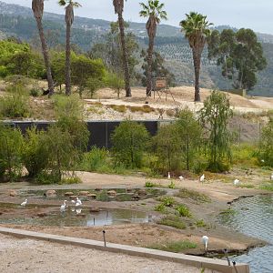 6-12-10 JiA - Greater Flamingos