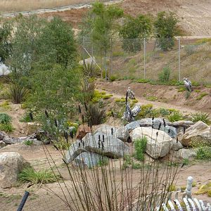 6-12-10 JiA - Rueppels Vulture