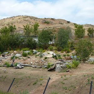 6-12-10 JiA Goliath Herons, Egyptian Geese
