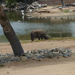 6-12-10 JiA - Northern White Rhinoceros