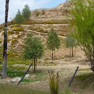 6-12-10 JiA Soemmerings Gazelle, Steenbok, Yellow backed duiker enclosure