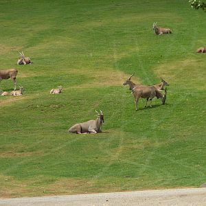 6-12-10 JiA Pattersons Eland