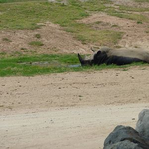 6-12-10 JiA- White Rhinoceros in mud