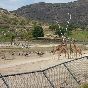 6-12-10 JiA Reticulated Giraffe, Gembsbok