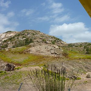 6-12-10 JiA Barbary Sheep and Somalian Wild Ass Exhibit