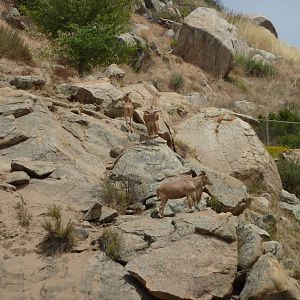 6-12-10 JiA Barbary Sheep