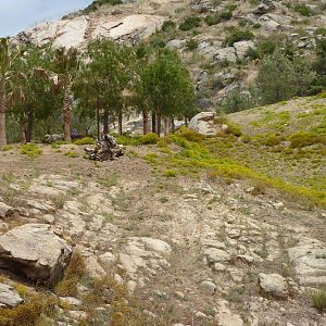 6-12-10 Barbary Sheep, Somalian Wild Ass Enclosure