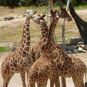 6-12-10 Reticulated Giraffe