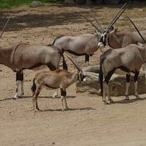 6-12-10 Gemsbok