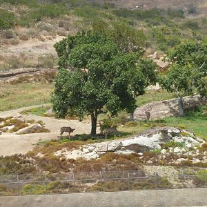 6-12-10 Central Africa Greater Kudu