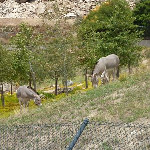 6-12-10 Somalian Wild Ass