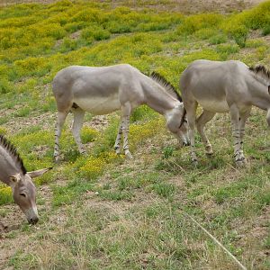 6-12-10 Somailian Wild Ass