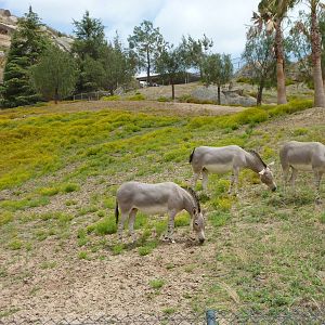 6-12-10 Somailian Wild Ass