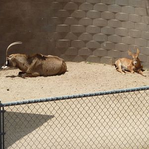6-12-10 Baby Roan Antelope