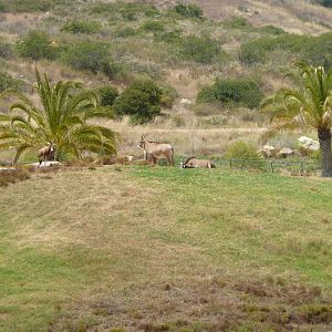 6-12-10 Bontebok, Roan Antelope