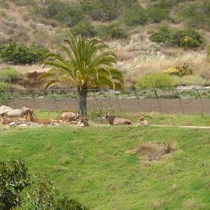 6-12-10 Roan Antelope