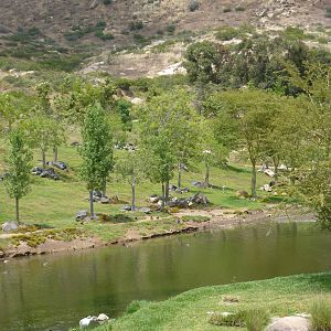 6-12-10 Red Fronted Gazelle?