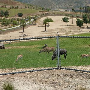 6-12-10 Springbok, Wildebeest, and Patterson's Eland