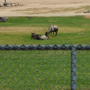 6-12-10 Wildebeest Calf
